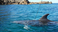 È stato avvistato intorno alle dieci del mattino, in prossimità dell’Isola di Razzoli, da un dipendente dell’Ente Parco un delfino in evidente stato di difficoltà. La sorpresa […]