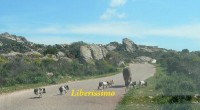 ALLARME CINGHIALI Allarme cinghiali anche nell’isola madre. Oltre alla difficile situazione che si è venuta a creare nell’isola di Caprera arrivano segnalazioni di cinghiali in ogni angolo […]