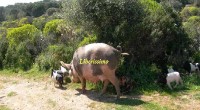 Secondo una voce attendibile qualcuno avrebbe portato una scrofa a Spargi. La persona che ci ha riferito il fatto ha dichiarato che avrebbe ricevuto una confidenza da […]