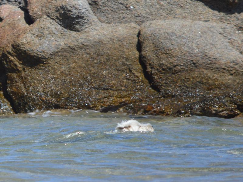 Nell'isola di Caprera c'è la spiaggia per i cani. Ritorna il problema dei  sacchetti con la cacca dei cani. - : notizie in tempo reale  isola di La Maddalena, Sardegna. News, flash