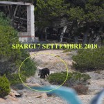 SPARGI CINGHIALE