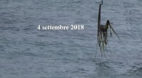 La stagione estiva sta per concludersi e durante questi mesi ne abbiamo registrato di cotte e di crude. L’ancoraggio selvaggio sulla posidonia (quanto sembra le alghe riconosciute […]