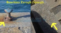 A questa nuova segnalazione chiediamo la massima attenzione per evitare che in futuro possano accadere spiacevoli incidenti. Zavagli (Spargi): la banchina in questione, documenta in data 27 […]