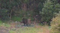 La situazione è diventata insostenibile. Infatti, oltre ad aver causato danni agli automobilisti la gente se le ritrova davanti casa (Terralugiana) o nel giardino di casa (Moneta). […]