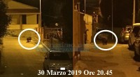 Ogni santo giorno riceviamo segnalazioni che riguardano i cinghiali nelle vie del centro abitato. Anche nella serata di sabato un nostro concittadino disturbato da strani rumori è […]