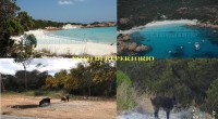 La gente ha tutte le ragioni del mondo a preoccuparsi della situazione dei cinghiali e la possibilità di poter visitare la spiaggia Rosa dopo i piagnistei visti […]