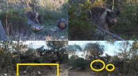 Come è noto il territorio del Parco subisce da decenni la presenza del cinghiale ibrido, specie invasiva, dannosa per l’ecosistema e fonte di potenziali pericoli per le […]