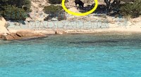 E dopo le segnalazioni relative alla mancata collocazione dei Cavi Tarozzati sulle spiagge, che stanno creando diversi pericoli per i bagnanti, anche i cinghiali presenti sulle Isole […]