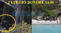 ‘Ciao Antonello, alcuni turisti hanno visto due cinghiali a Cala Liò (Budelli, a un centinaio di metri dalla spiaggia Rosa), la segnalazione è stata fatta alla forestale […]