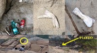 Sono decine e decine le foto che ci vengono inviate dai volontari di ‘Un arcipelago senza plastica’ raccolte durante le loro visite nelle isole dell’arcipelago. A questo […]