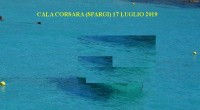 Dopo quasi un mese dall’inizio della stagione estiva in molte spiagge dell’isola abbiamo notato il posizionamento dei cavi tarozzati. Solo per puro caso, o fortuna, durante questo […]