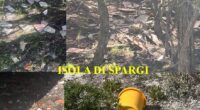 Certo non è colpa dell’Ente Parco o delle varie amministrazioni comunali se nella splendida Cala Granara vengono rinvenuti detriti edili. Basterebbero maggiori controlli invece di pensare a […]