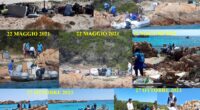 Ci sembra alquanto strano che da parte dell’Ente Parco non sia stato diffuso neanche un comunicato stampa di denuncia a riguardo dei rifiuti portati via dalla spiaggia […]